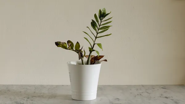 Atenção ao Excesso de Água: A Principal Causa do 'Choro' - inspiração 2