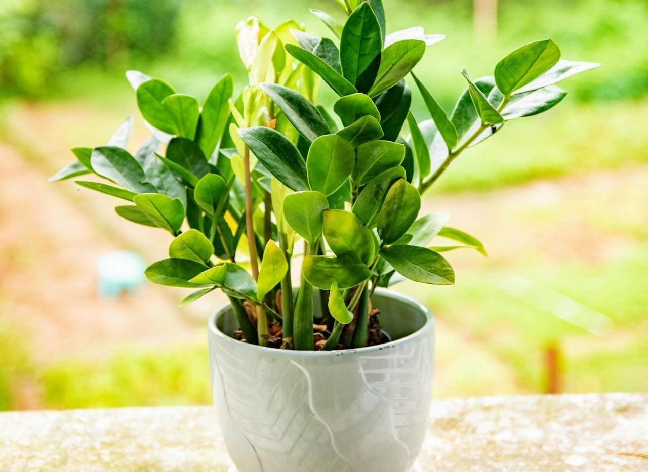 Drenagem Perfeita: O Segredo Para um Vaso Feliz - inspiração 2