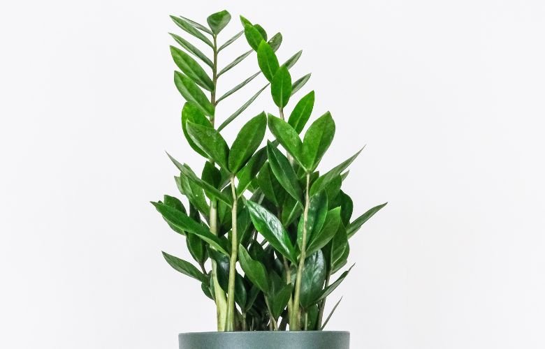 Substrato Ideal: A Base Para o Sucesso da Sua Zamioculca - inspiração 2