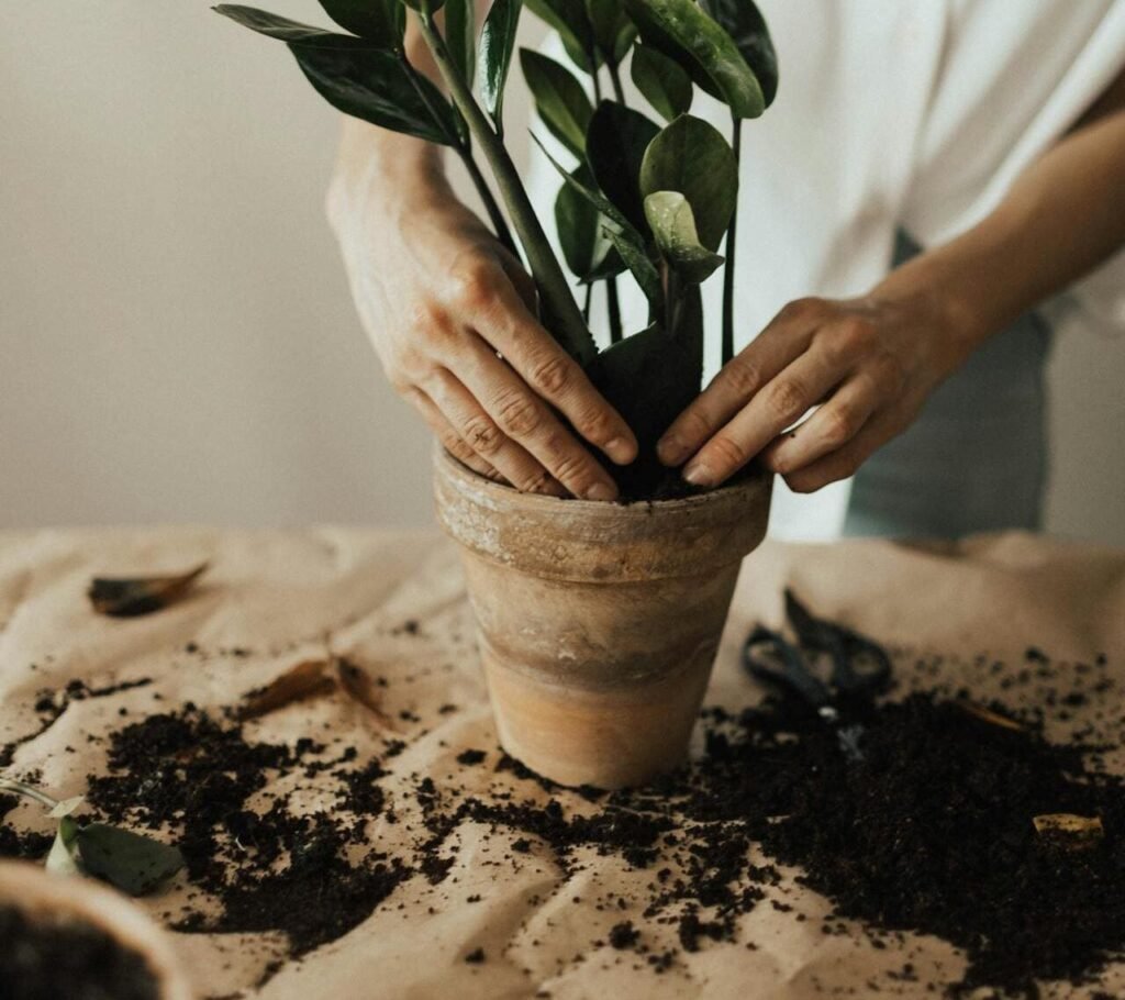 Substrato Ideal: A Base Para o Sucesso da Sua Zamioculca - inspiração 3