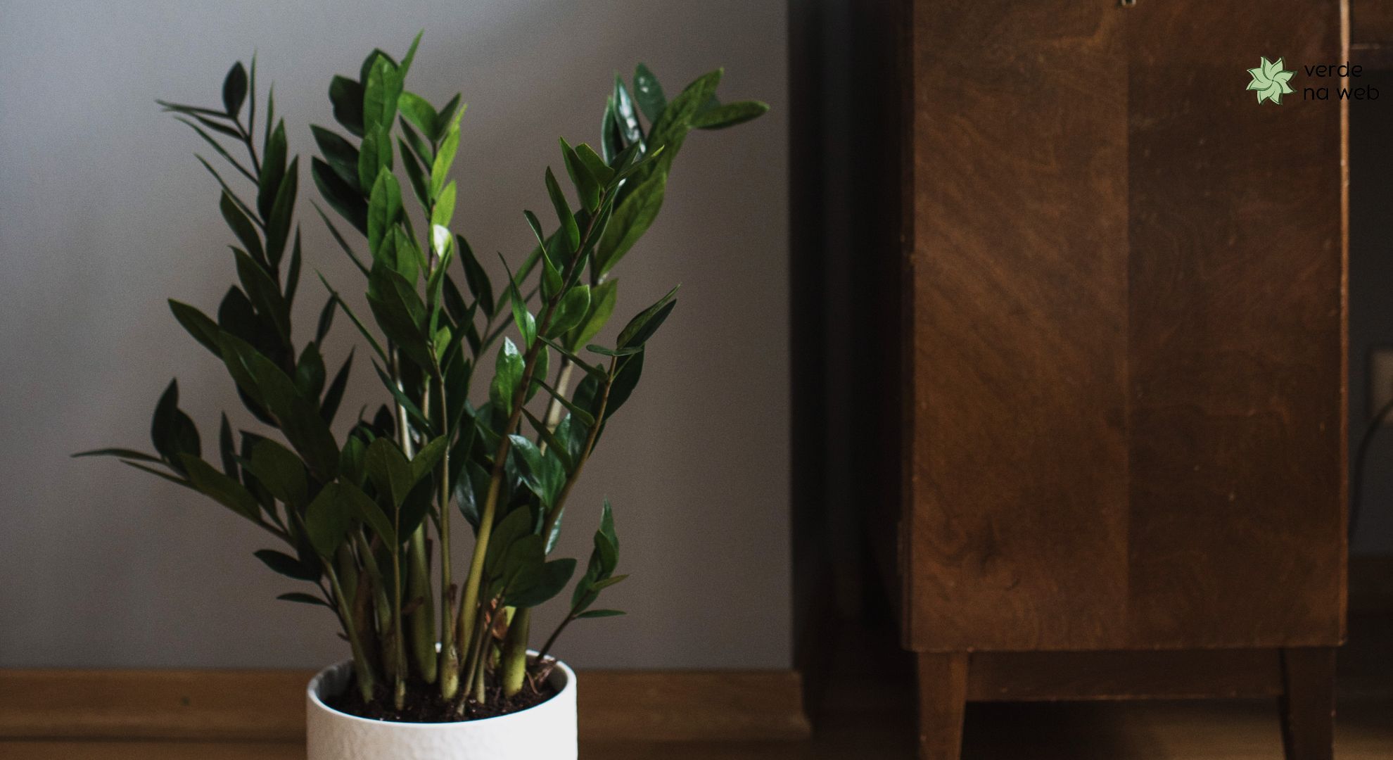 Frequência de Rega: Menos é Mais! - inspiração 2