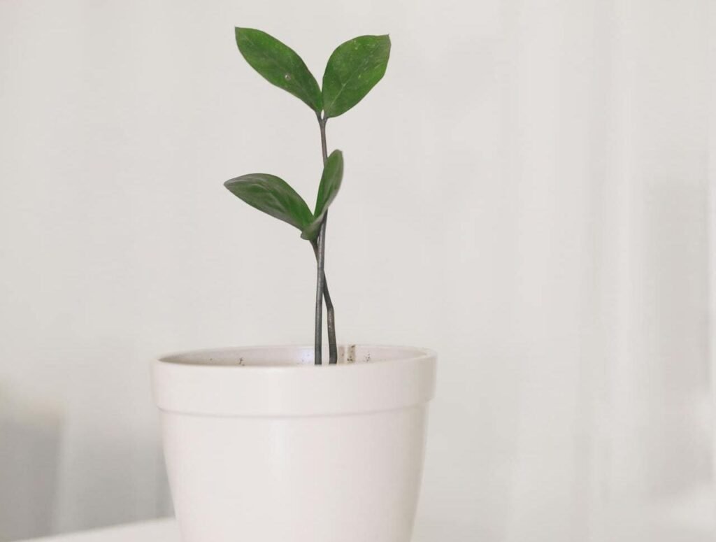 Iluminação Adequada: Encontre o Ponto de Equilíbrio - inspiração 1