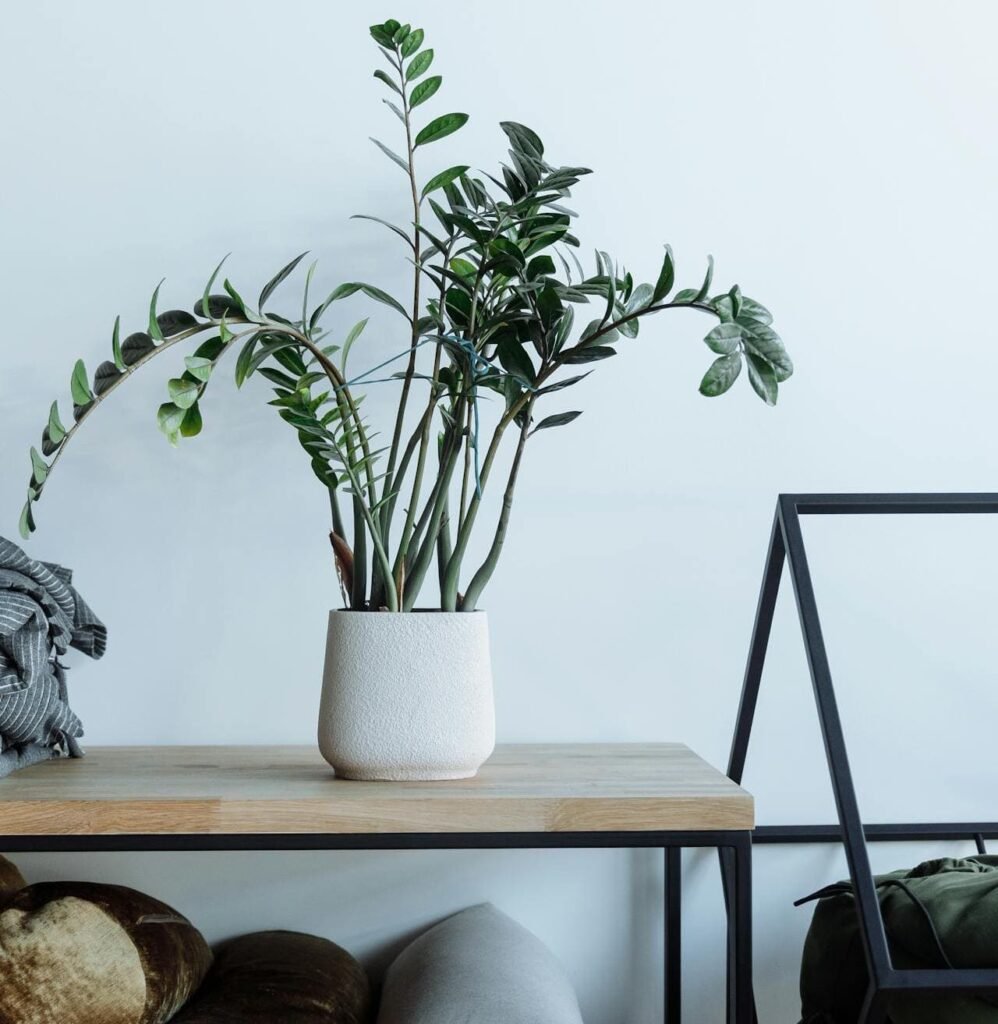 Umidade do Ar: O Impacto no 'Choro' da Planta - inspiração 1