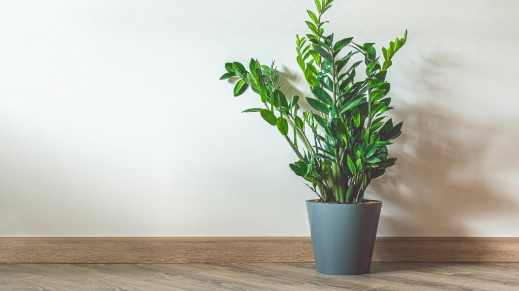 Umidade do Ar: O Impacto no 'Choro' da Planta - inspiração 3