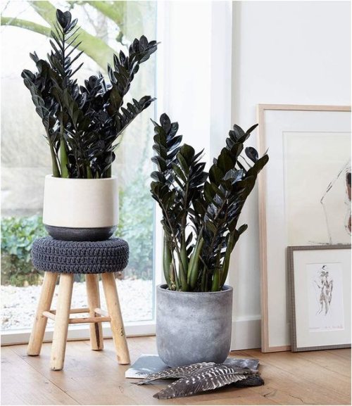 Adubação Inteligente: Nutrição Sem Exageros - inspiração 2