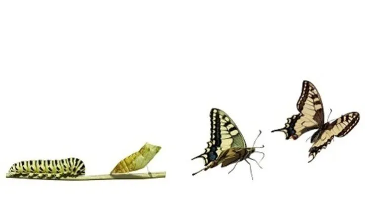 Passo a Passo: Criando um Ritual Matinal de Alta Performance - inspiração 2