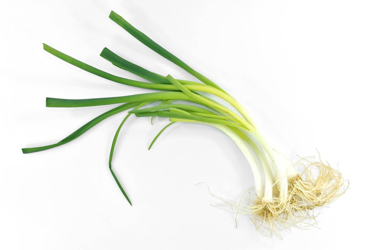 Replantando e Mantendo Sua Cebolinha Sempre Produtiva - inspiração 1