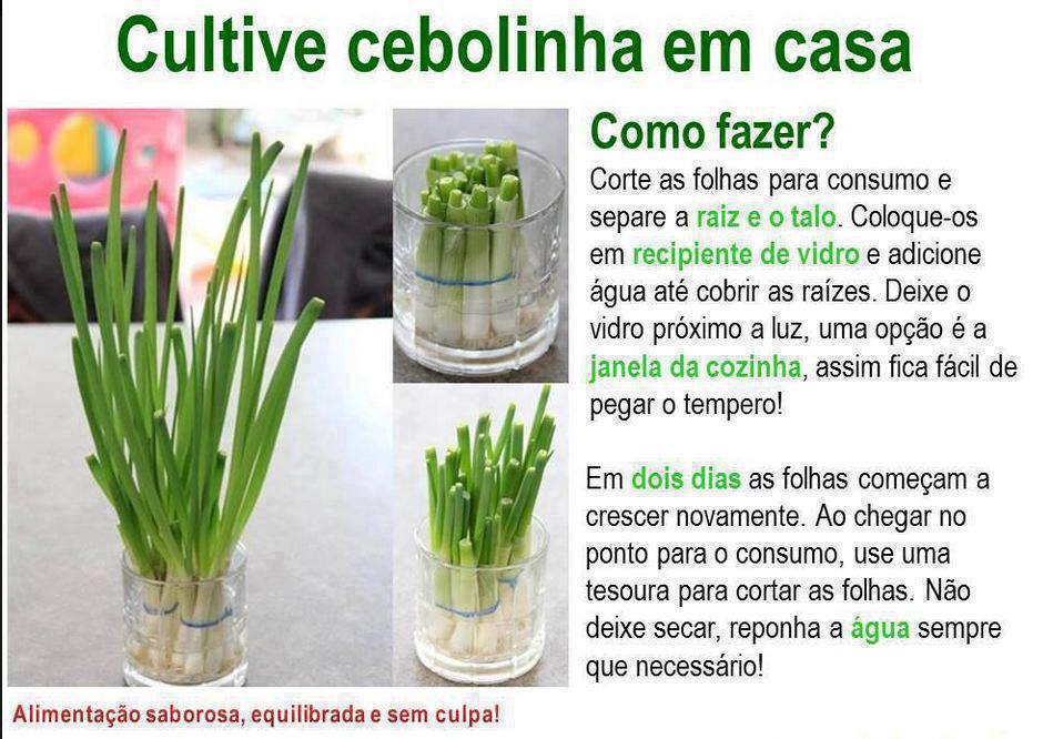 Plantando Suas Mudas ou Sementes: O Jeito Certo de Começar - inspiração 2