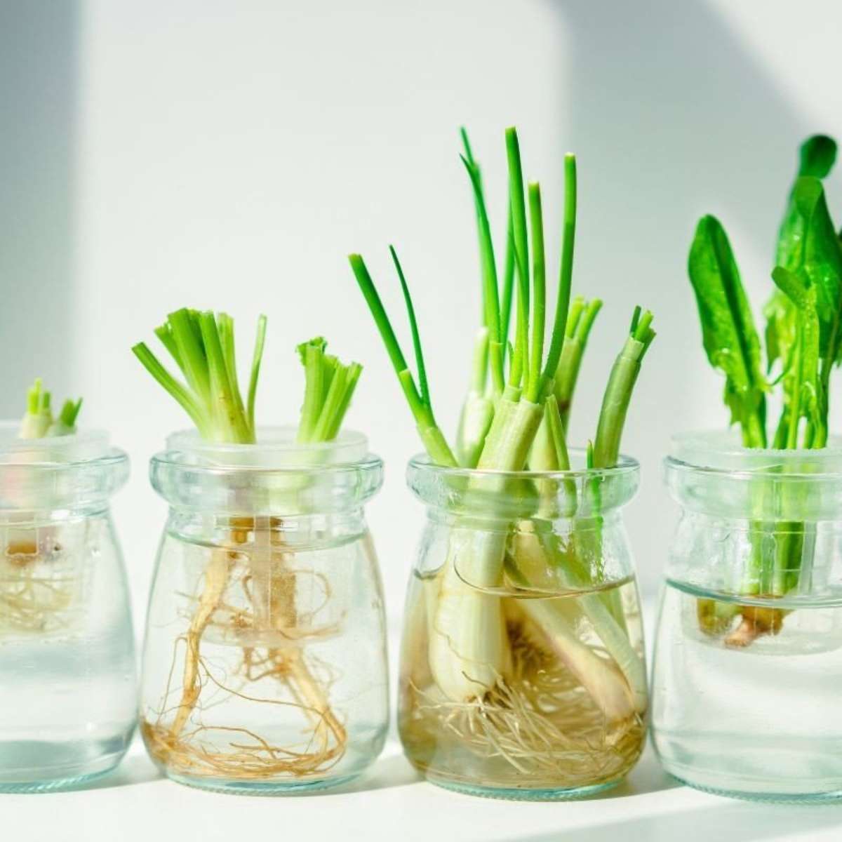 Rega Essencial: Nem de Mais, Nem de Menos - inspiração 1