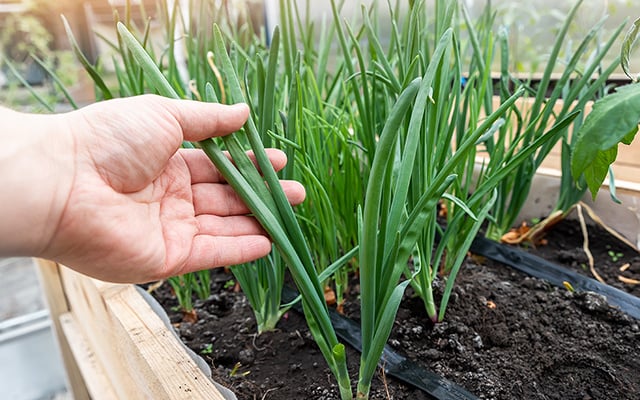 Rega Essencial: Nem de Mais, Nem de Menos - inspiração 2