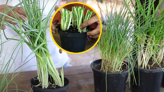 Adubação Consciente: Nutrindo Sua Cebolinha na Medida Certa - inspiração 1