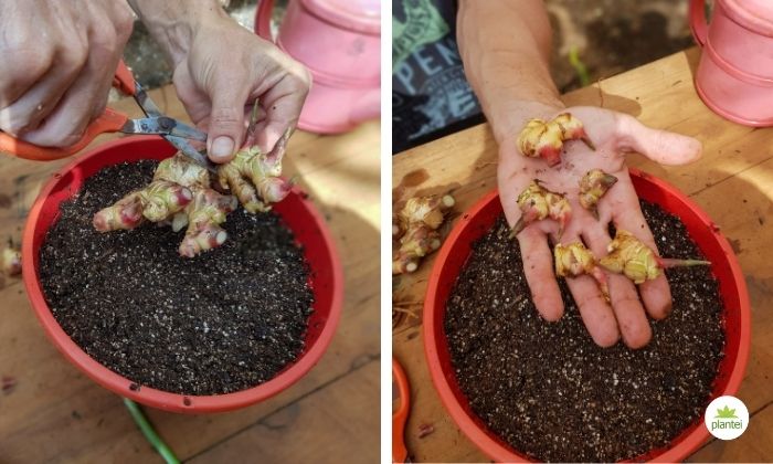 Escolhendo o Rizoma Ideal Para Começar - inspiração 1