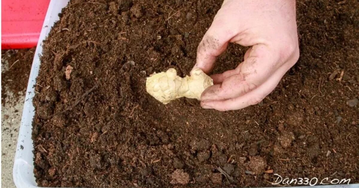 Utilizando Seu Gengibre Fresco na Cozinha: Receitas Inspiradoras - inspiração 1