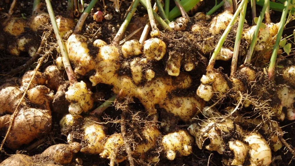 Utilizando Seu Gengibre Fresco na Cozinha: Receitas Inspiradoras - inspiração 2