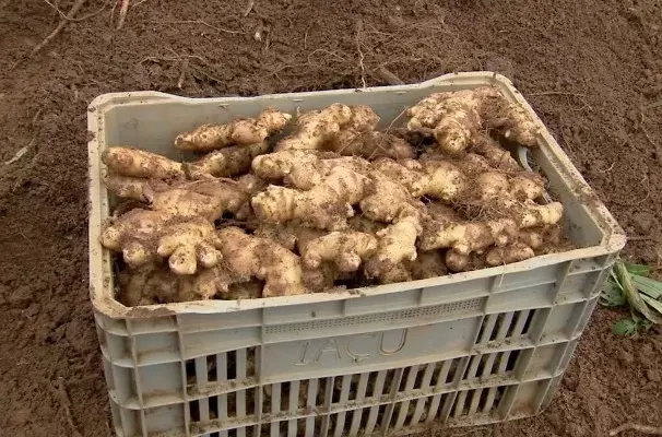 O Segredo do Plantio Perfeito: Vasos e Substrato - inspiração 1