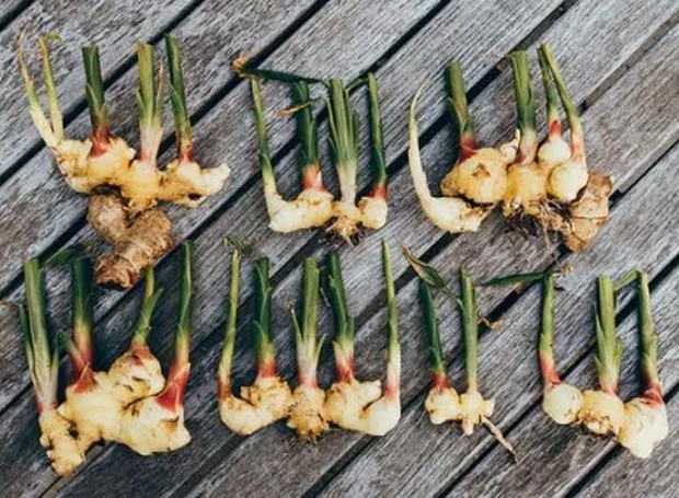 Adubação: Alimentando Sua Planta Para Uma Colheita Farta - inspiração 2
