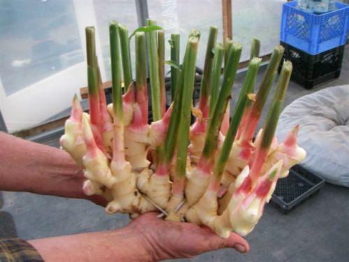 Dicas de Conservação Para Manter Seu Gengibre Fresco - inspiração 1