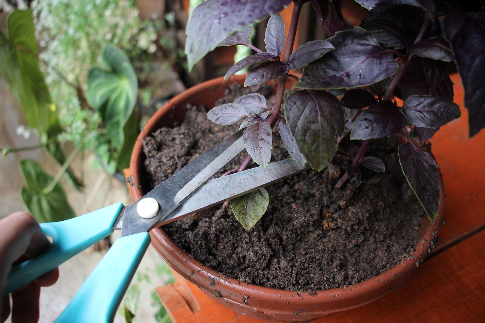 Escolhendo o Vaso Perfeito para o Seu Manjericão - inspiração 1
