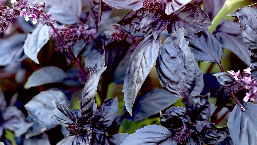 Colhendo os Frutos (ou Folhas!): O Momento da Colheita - inspiração 2