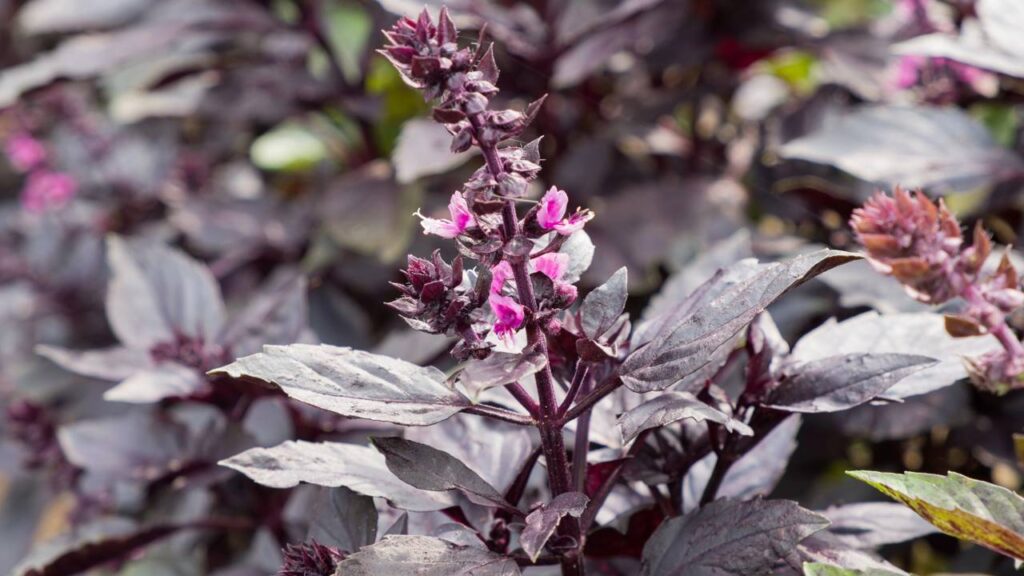 A Terra Ideal: O Segredo de um Manjericão Saudável - inspiração 2