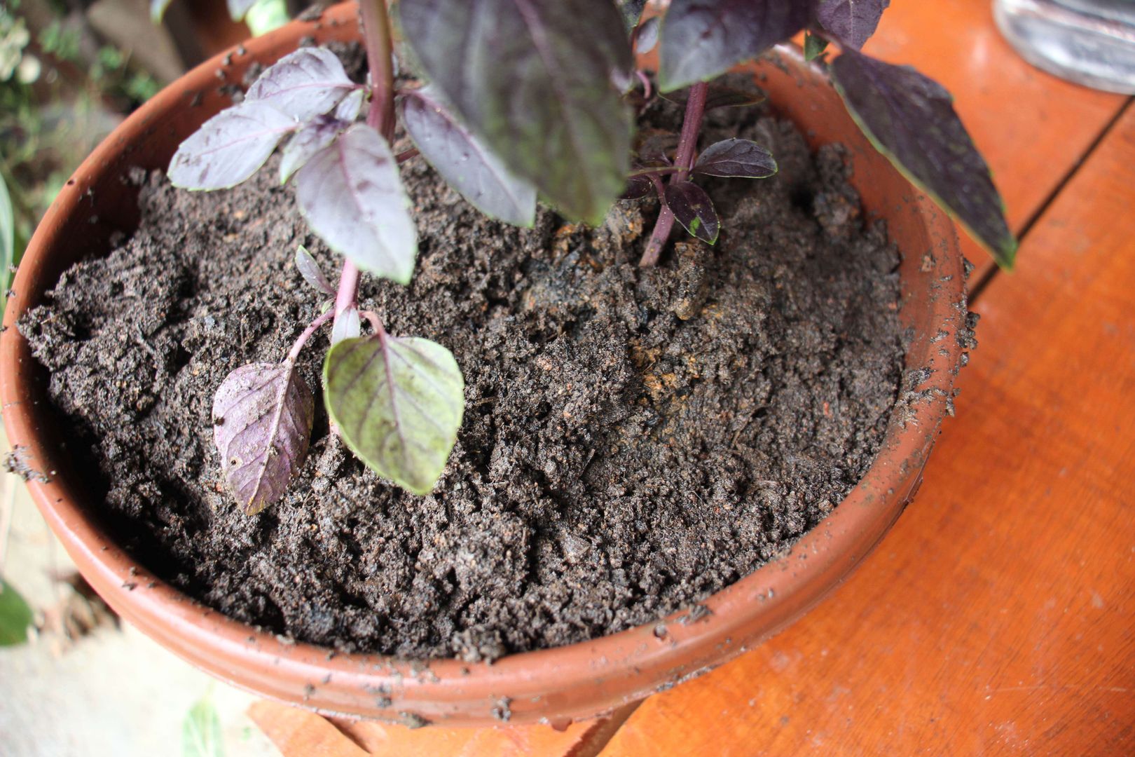 Sementes ou Mudas: Qual a Melhor Opção Para Começar? - inspiração 1