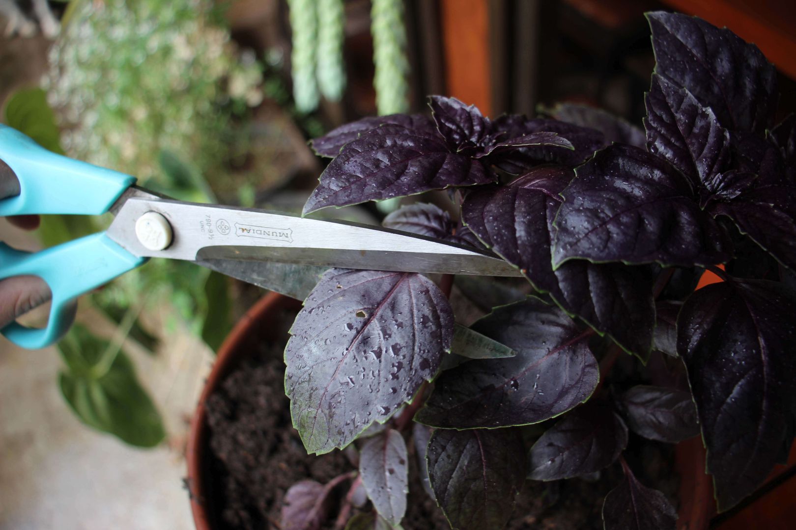 O Momento Certo de Plantar: Sol e Temperatura Ideais - inspiração 2