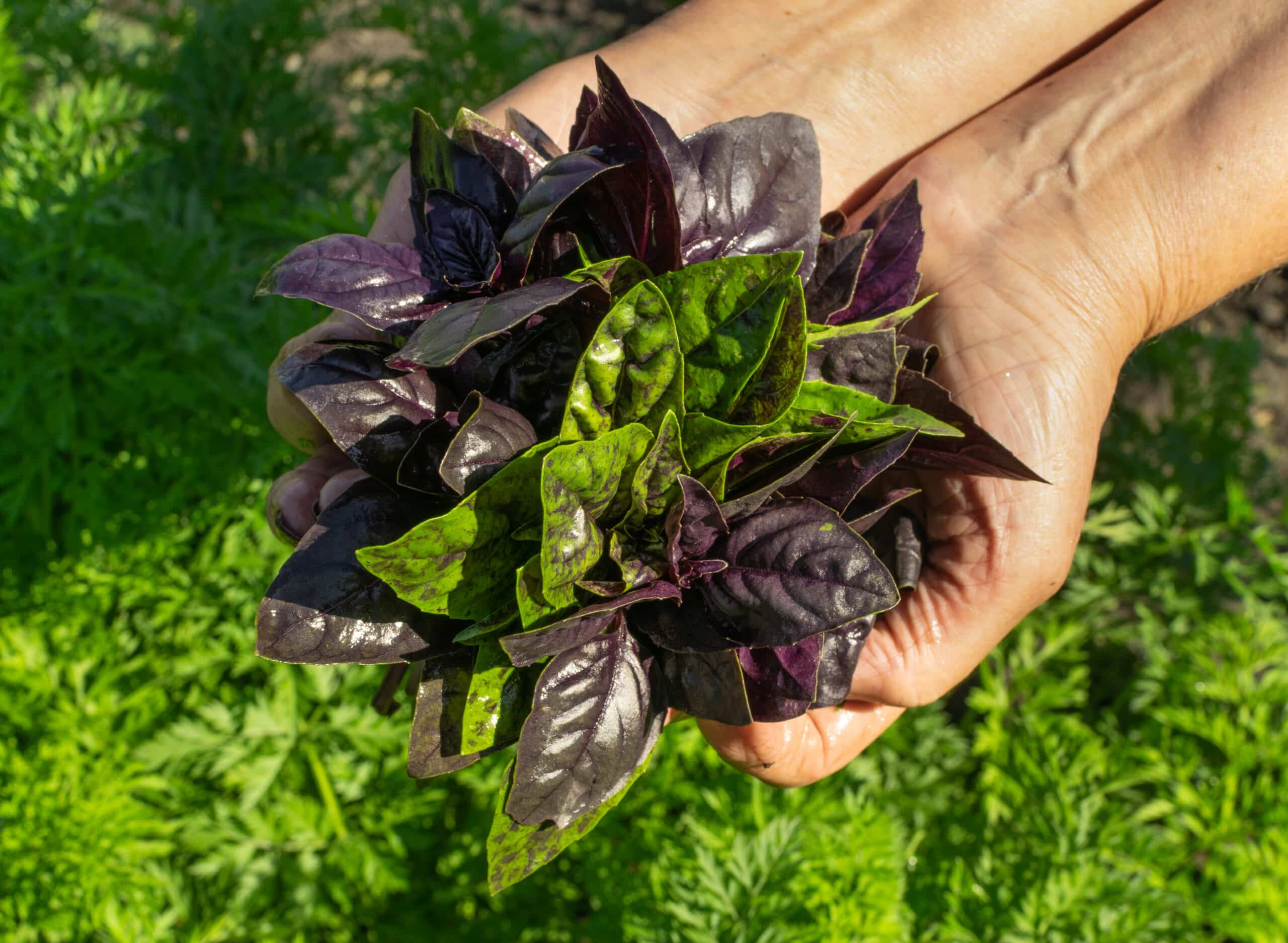 Irrigando com Carinho: A Dose Certa de Água - inspiração 1