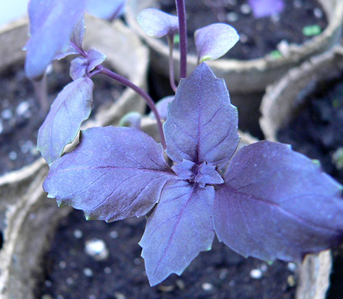 Irrigando com Carinho: A Dose Certa de Água - inspiração 2