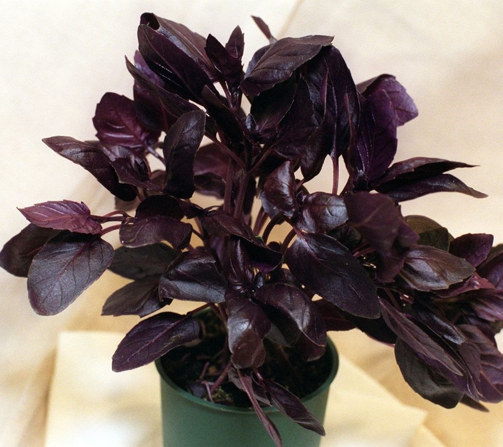 Luz Solar Indispensável: Encontrando o Local Perfeito - inspiração 1