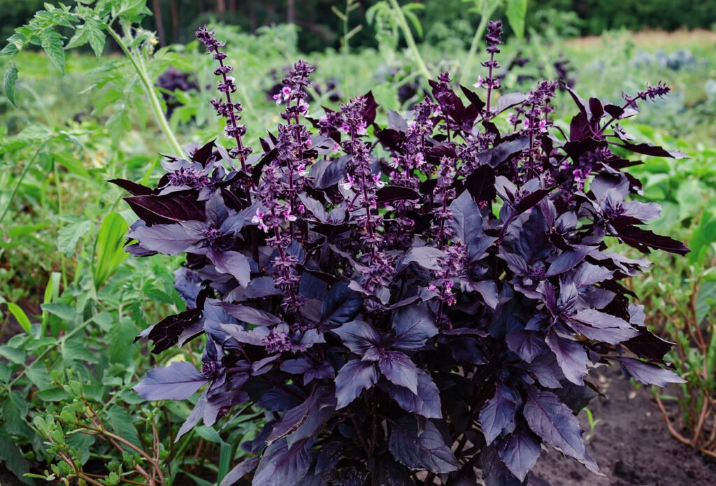 Nutrindo Seu Manjericão: Adubação Sem Complicações - inspiração 1