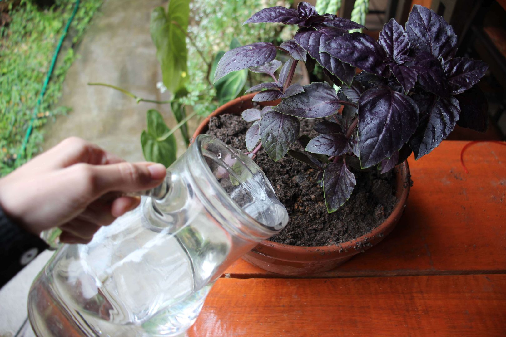 Poda Estratégica: Estimulando o Crescimento e a Colheita - inspiração 1