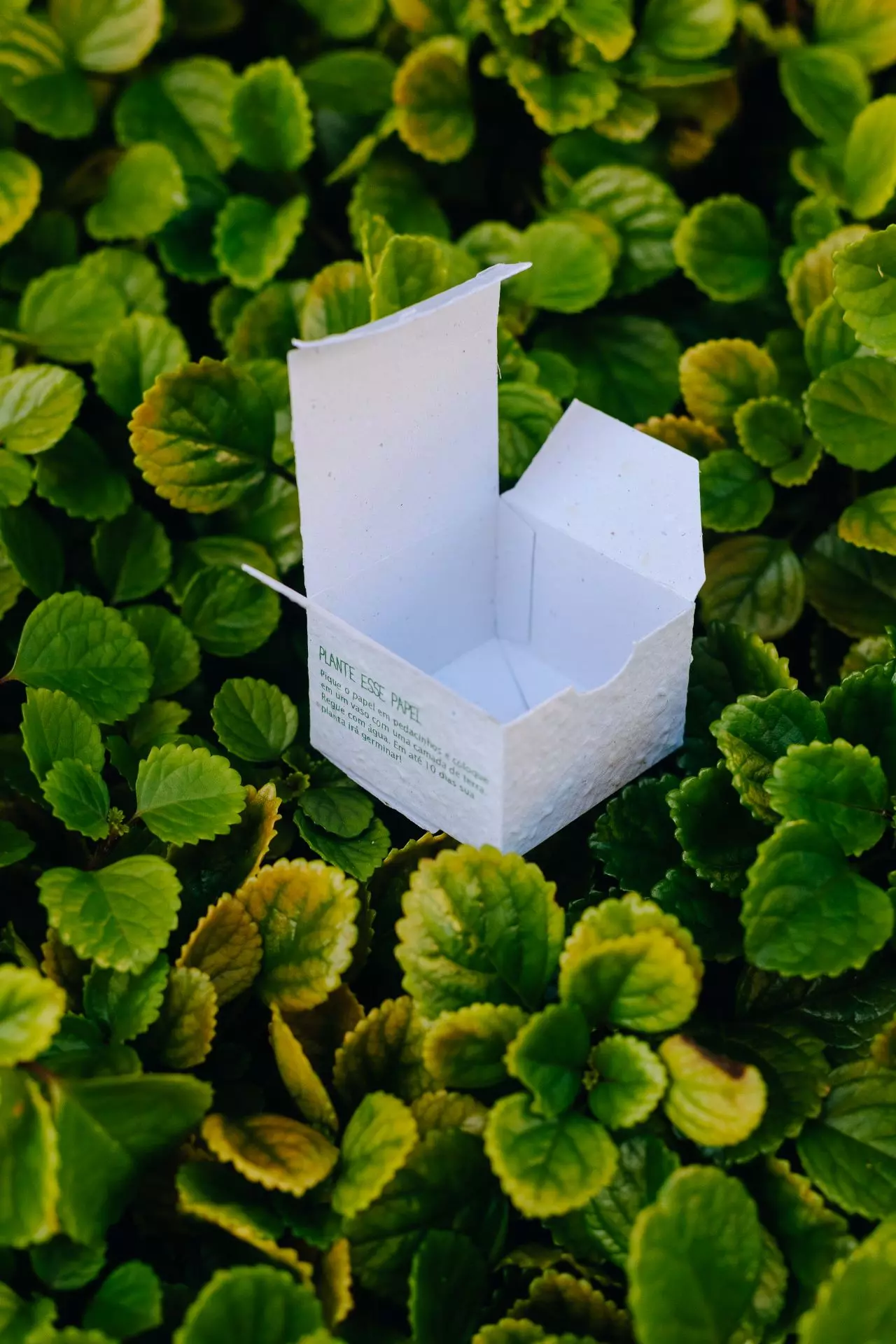 Compostáveis e Biodegradáveis: Entenda as Diferenças e Aplicações - inspiração 1