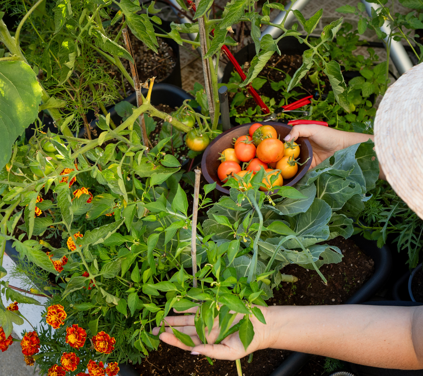 Solo Saudável, Planta Forte: A Base de Tudo - inspiração 1