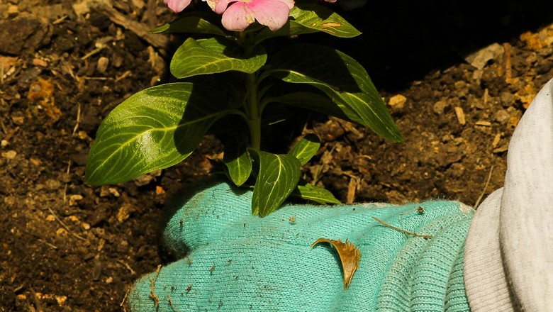 Solo Saudável, Planta Forte: A Base de Tudo - inspiração 2