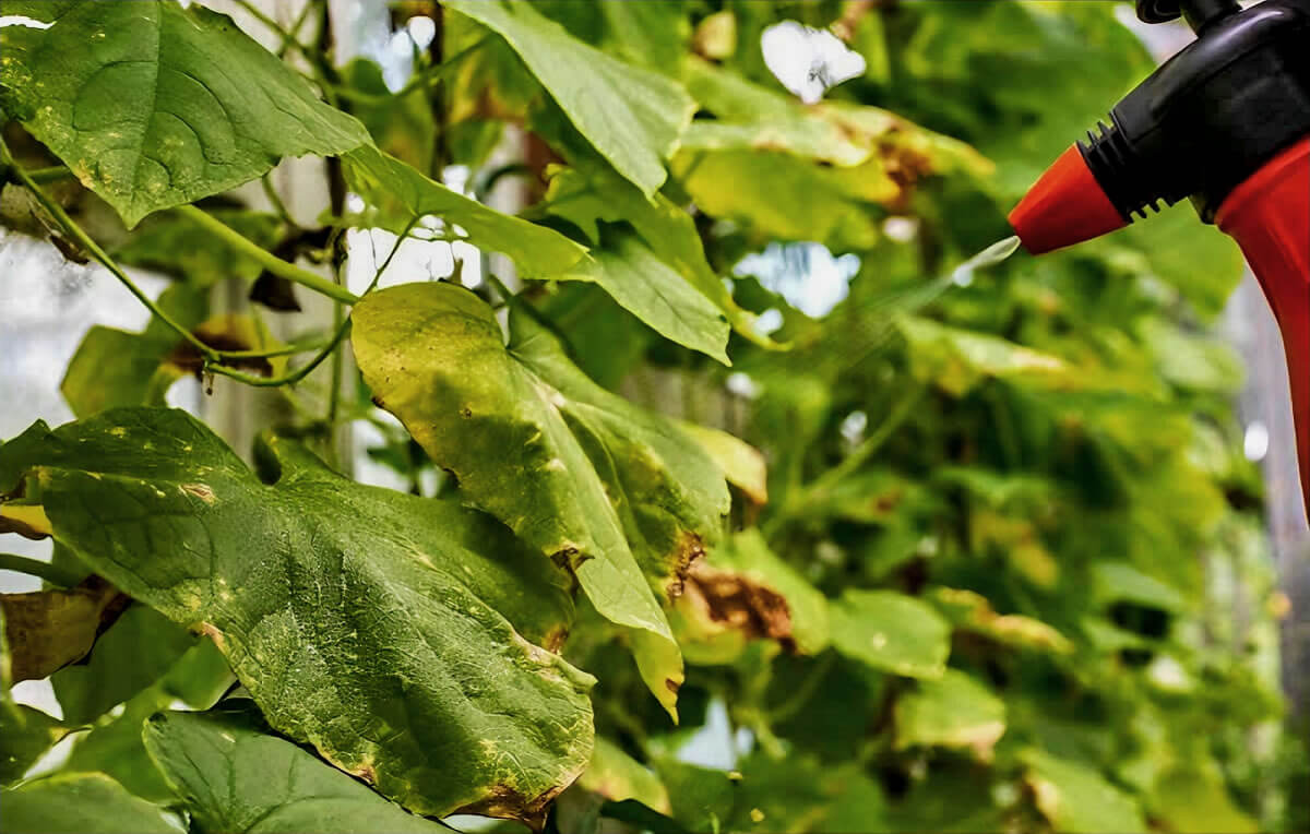 Companheirismo Vegetal: Plantas que se Protegem - inspiração 1