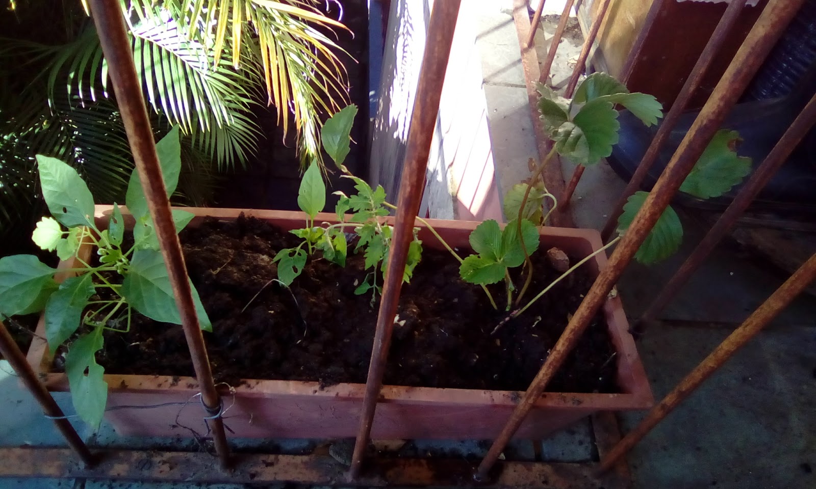 Companheirismo Vegetal: Plantas que se Protegem - inspiração 2