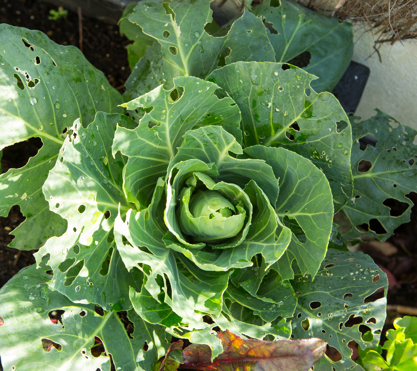 A Importância da Ventilação para suas Plantinhas - inspiração 1