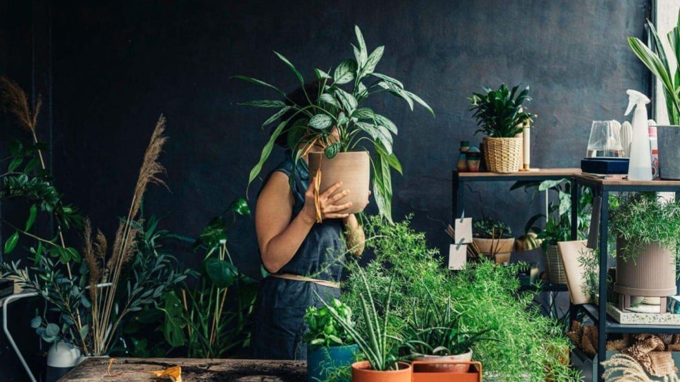 Misturas Inteligentes: Combinando Plantas para um Vaso Produtivo - inspiração 2