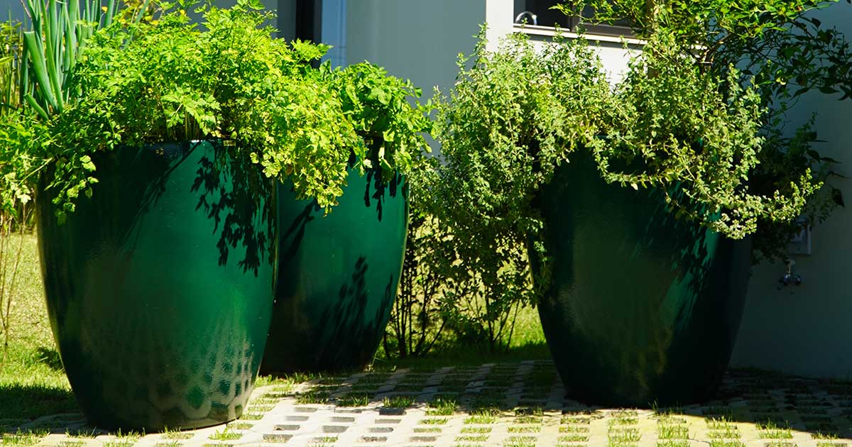 Temperos Clássicos: Manjericão, Salsinha e Cebolinha que Não Podem Faltar - inspiração 2