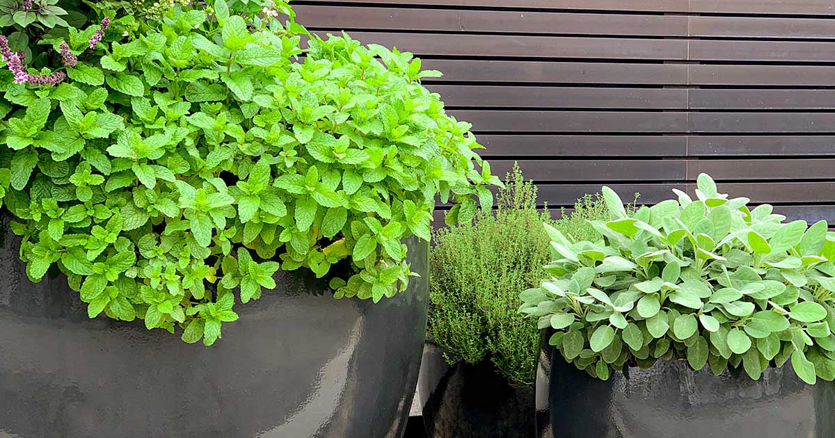 Hortaliças de Raiz em Vasos Profundos: Cenouras e Rabanetes - inspiração 1