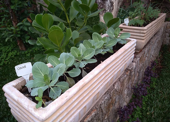 Hortaliças de Raiz em Vasos Profundos: Cenouras e Rabanetes - inspiração 2