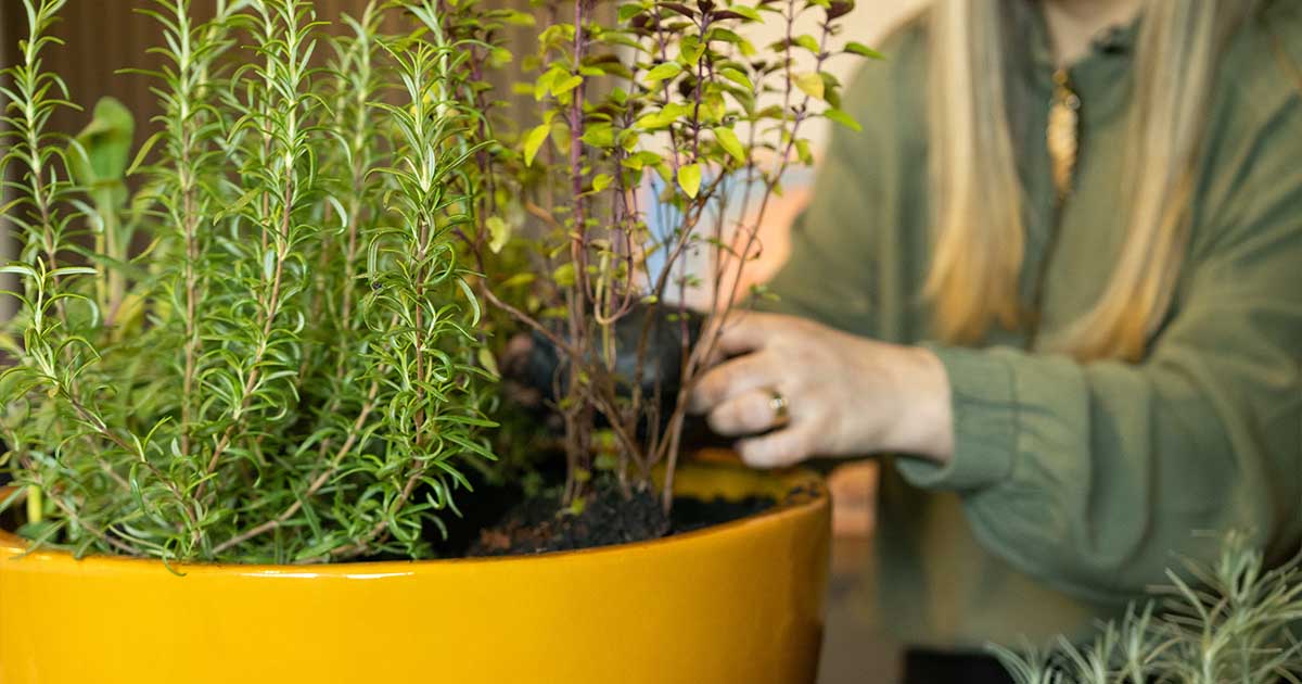 Flores Comestíveis: Beleza e Sabor que Surpreendem - inspiração 1