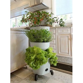 Flores Comestíveis: Beleza e Sabor que Surpreendem - inspiração 2