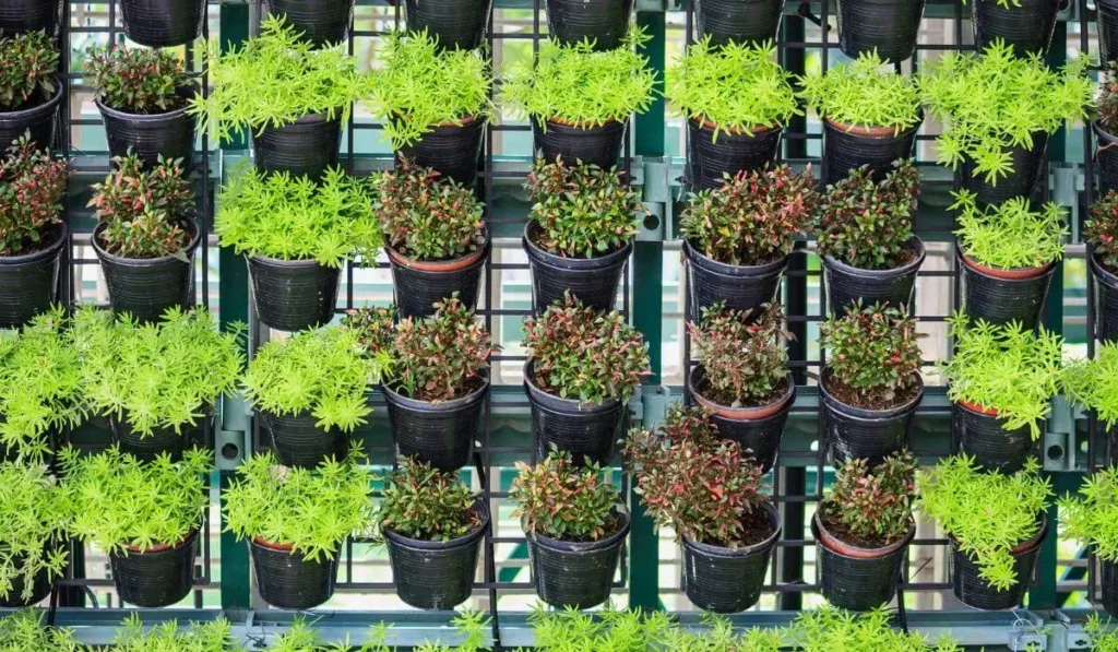 Irrigação Inteligente: Equilíbrio Hídrico Sem Complicações - inspiração 2