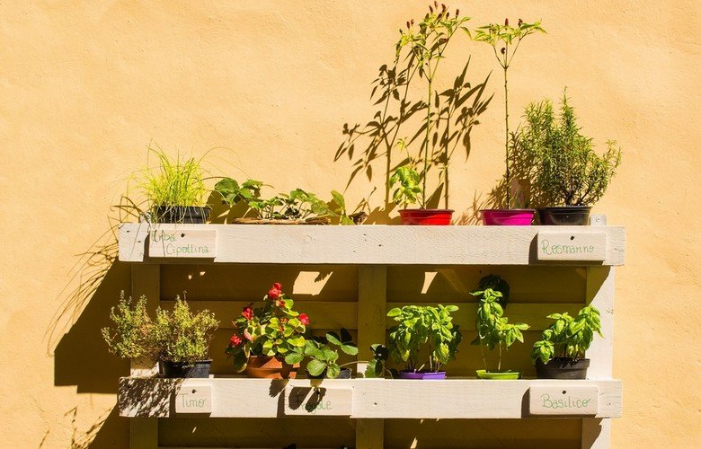 Flores Comestíveis: Um Toque de Cor e Sabor no Prato - inspiração 2