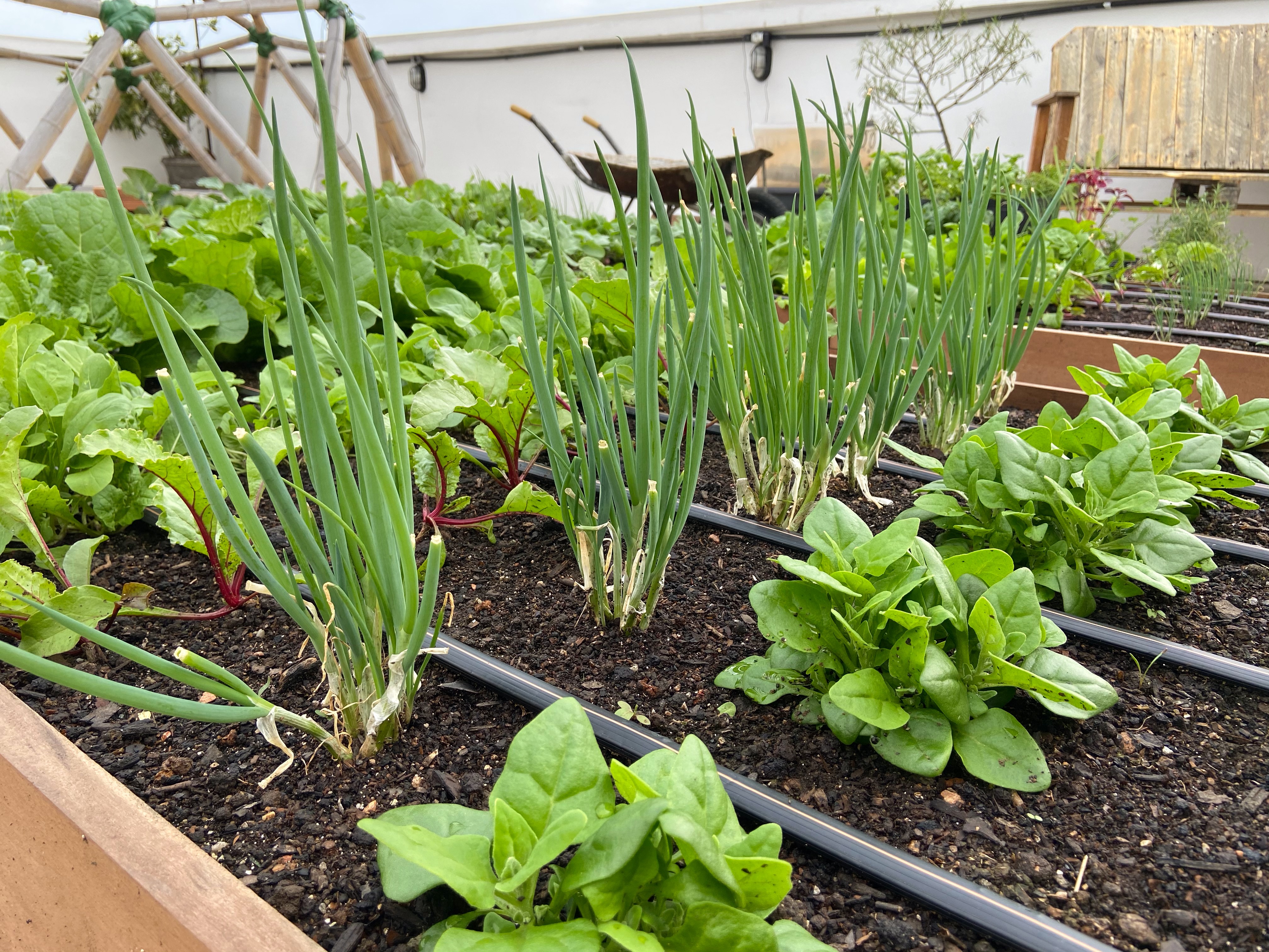 Irrigação Consciente: Dicas para Usar a Água com Sabedoria - inspiração 1