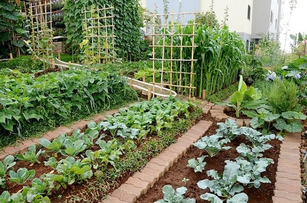 Compostagem Simplificada: Transformando Lixo em Ouro para a Horta - inspiração 2