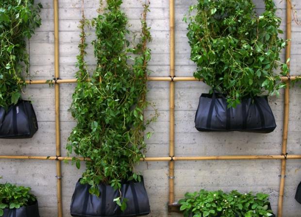 Combate a pragas: Soluções naturais para proteger sua horta. - inspiração 1