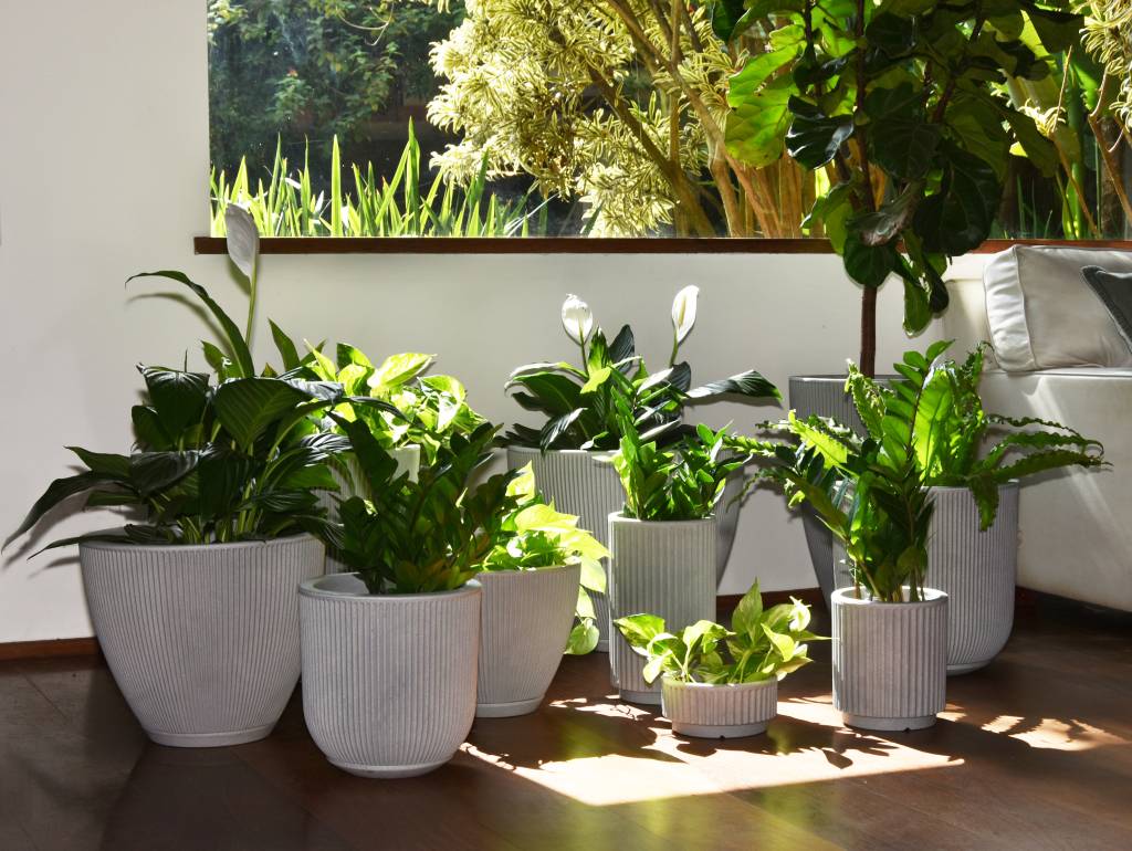 A Arte de Replantar: Dando Vida Nova às Suas Plantinhas - inspiração 2