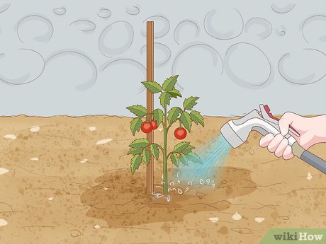 Irrigação Consciente: O Momento Certo de Regar - inspiração 1